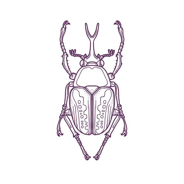 Outline Scarab Beetle Bug Insect - Vector, Image