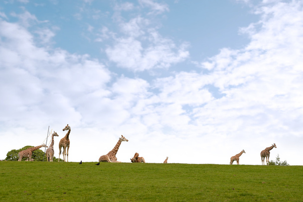 giraffe herd gathering in the grass - Photo, Image