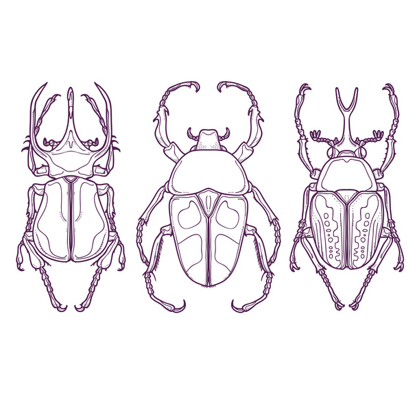 Conjunto de 3 insectos escarabajo, contorno de insectos dibujado a mano
 - Vector, Imagen