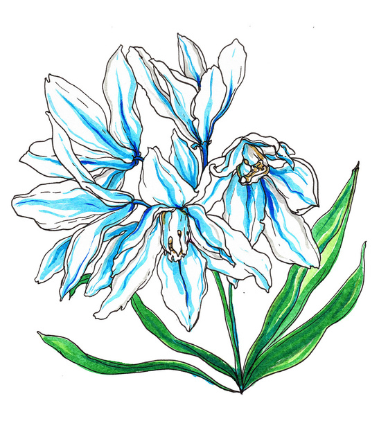 Decorative white blue Puschkinia flowers - Foto, Bild