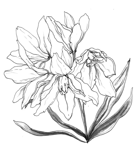 Decorative white Puschkinia flowers - Фото, изображение