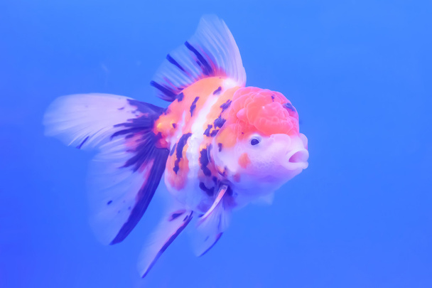 Dolapta izole goldfish - Fotoğraf, Görsel