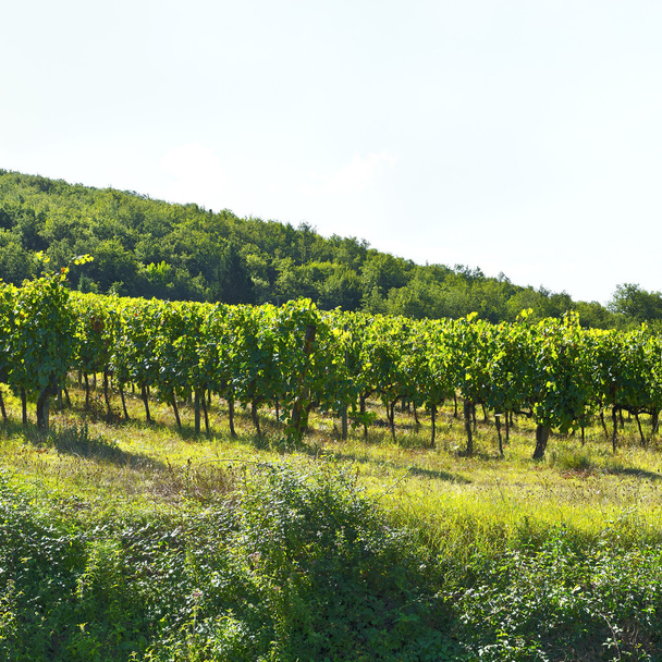 Vineyard in the Autumn - Zdjęcie, obraz