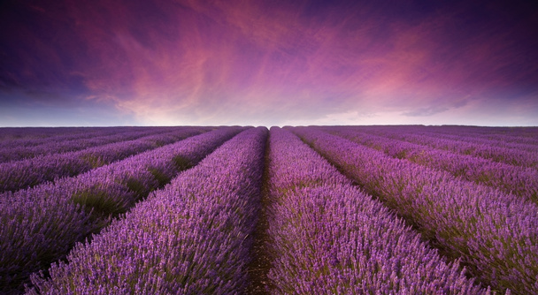 Stunning lavender field landscape Summer sunset - Foto, Bild