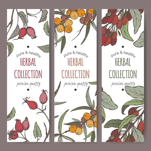 Three color labels with sea buckthorn, goji and dog rose. - Vector, imagen