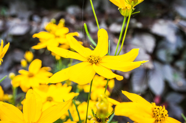 golden coreopsis with butterfly - Photo, Image