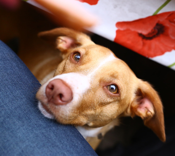 sosis için yalvarıyor köpek portre kadar kapatın - Fotoğraf, Görsel