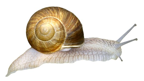 Isolated snail of Burgundy - Photo, Image