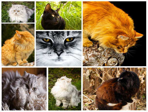 Cat collage - Photo, Image