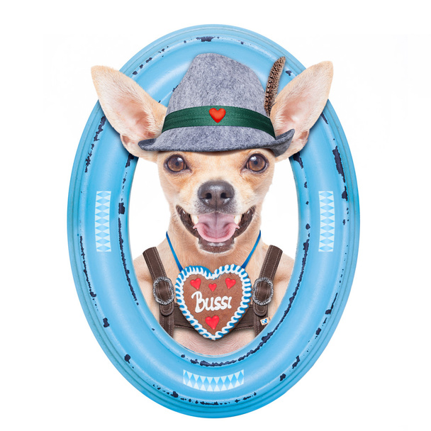 Баварский пивной пес
  - Фото, изображение