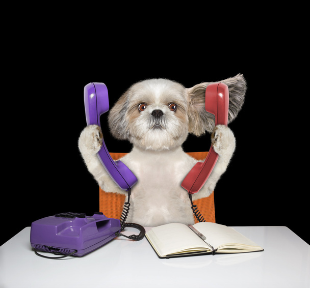 Cute dog is talking over two phones  - Photo, Image