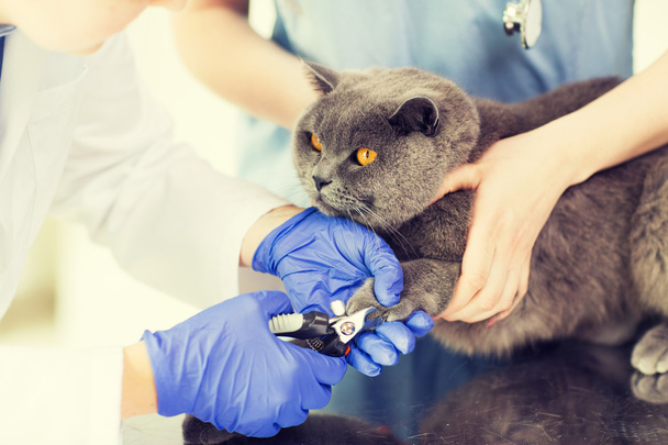 close up of vet with clipper cutting cat nail - 写真・画像