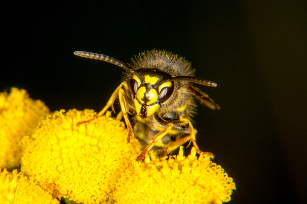 Загальні wasp портрет
  - Фото, зображення
