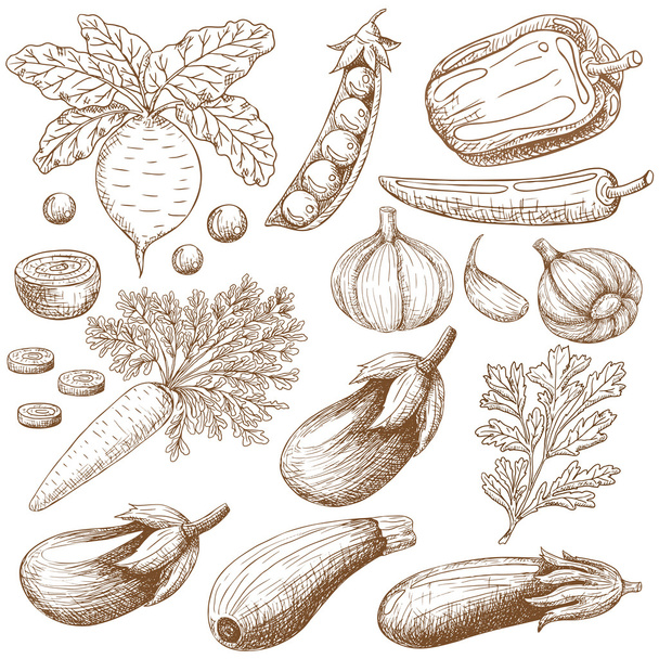 Abbildung verschiedener Gemüsesorten - Vektor, Bild