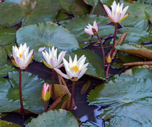 white lilly on lake, Lotus water plant in a pond - Фото, изображение