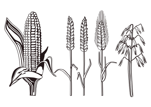 odmian roślin zbożowych - Wektor, obraz