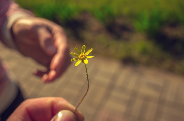 Χέρι δίνει ένα άγριο λουλούδι με αγάπη.  - Φωτογραφία, εικόνα