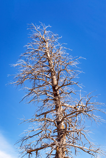 riesiger toter Baum und Himmel - Foto, Bild