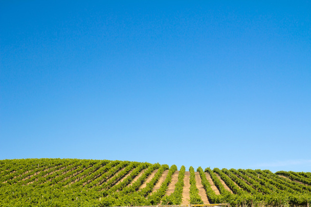 wijngaard veld - Foto, afbeelding