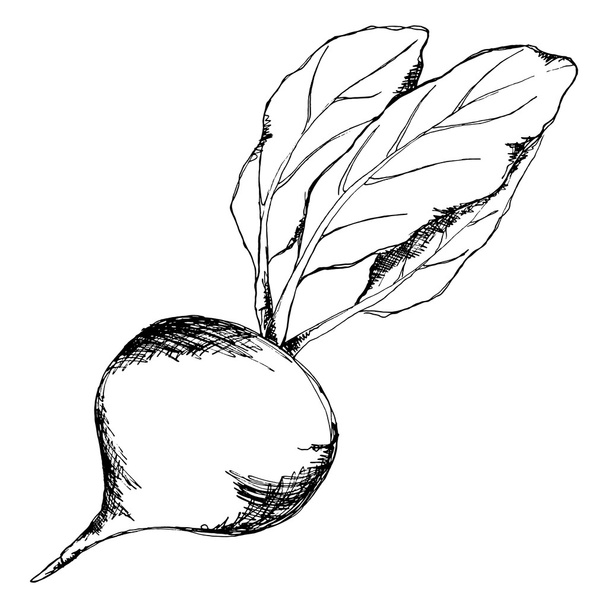 Monochrome sugar beet vegetable sketched line art vector - Вектор, зображення
