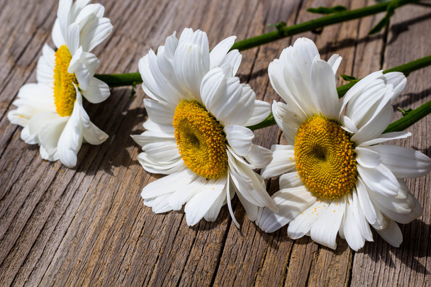 Flores de manzanilla sobre una madera
 - Foto, imagen