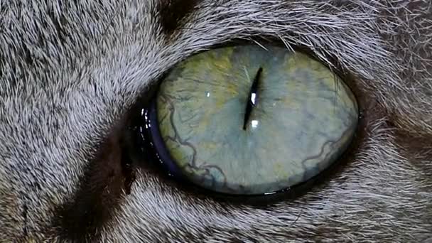Expressie van Cat's eye. - Video