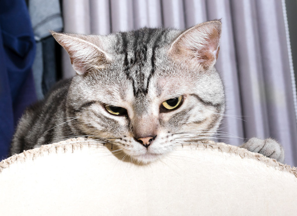 Χαριτωμένος αμερικανικό shorthair γάτα γατάκι με αντίγραφο χώρου - Φωτογραφία, εικόνα