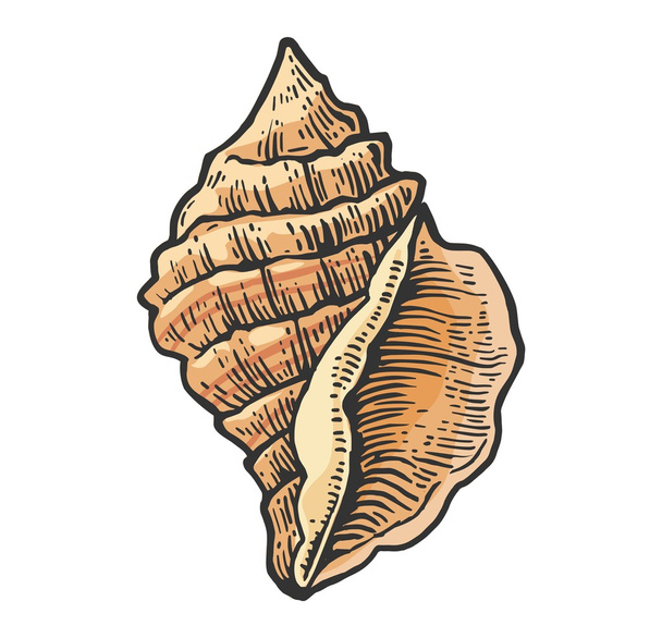 Sea shell. Color engraving vintage illustration. Isolated on white background. - Vektor, obrázek