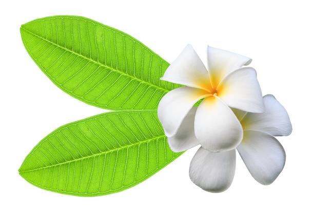 Λευκά λουλούδια της Πλουμέρια και πράσινα φύλλα που απομονώνονται σε ένα λευκό έκφραση - Φωτογραφία, εικόνα