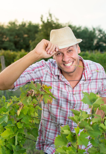Boldog fiatal mezőgazdasági termelő a szőlő - Fotó, kép