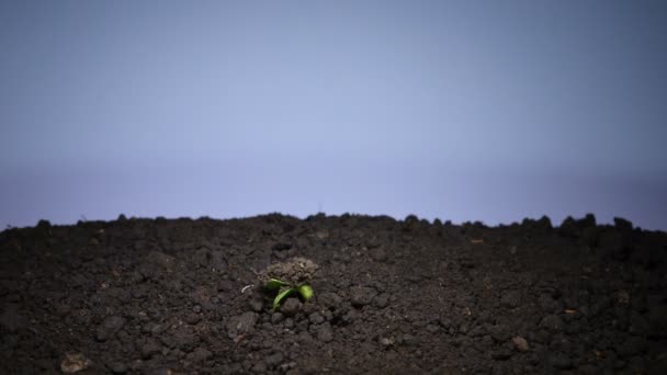 Zielony szpik roślinny Sprout rośnie - Materiał filmowy, wideo
