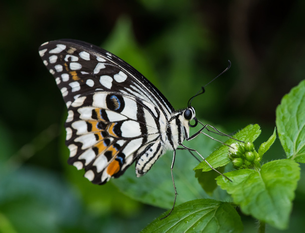 Бабочка на цветке - Фото, изображение