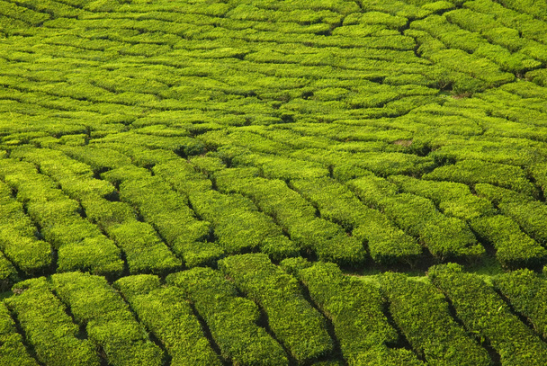 Tea plantation - Valokuva, kuva