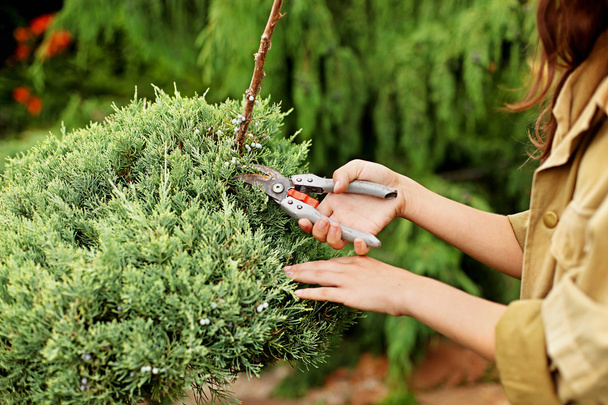 Girl gardener in working clothes and straw hat cuts garden scissors evergreen. Close-up view of hands. - Photo, Image