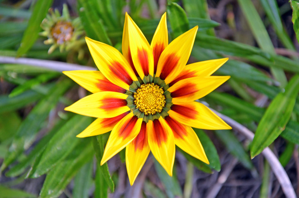Vibrant red and yellow Gazania flower - Photo, Image