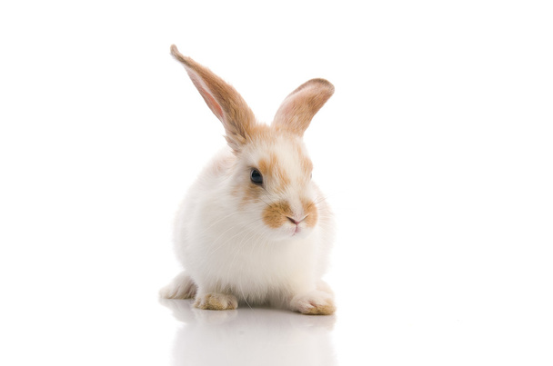 Conejo blanco, dispara en el estudio
 - Foto, Imagen