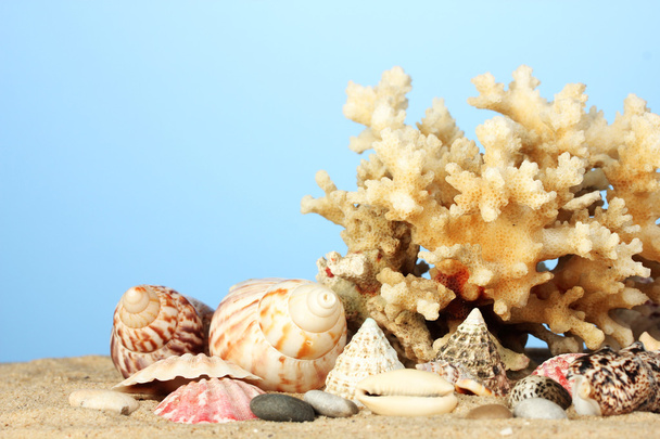 Sea coral with shells on blue background close-up - Фото, зображення