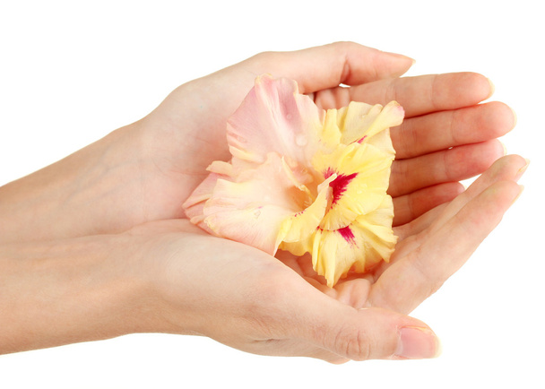 Woman's hand holding a bud of gladiolus on white background close-up - 写真・画像