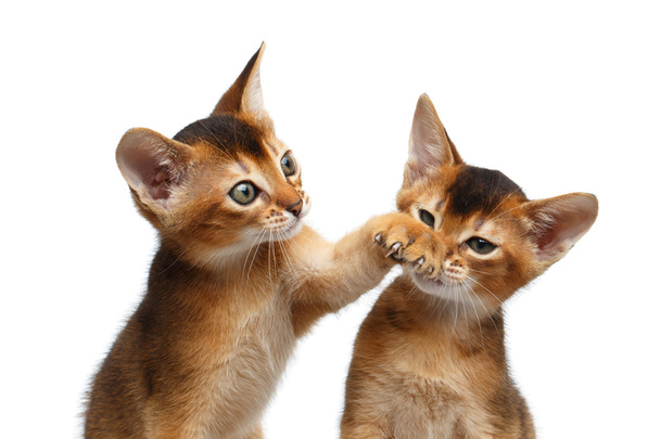 Close-up Two Cute Abyssinian Kitten Playing on Isolated White Background - Photo, image