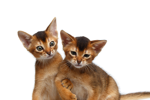 Close-up Two Cute Abyssinian Kitten Playing on Isolated White Background - Fotoğraf, Görsel