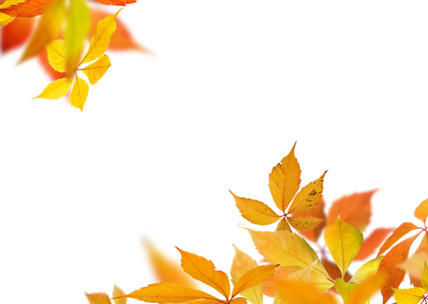 Otoño hojas ramas
 - Foto, imagen