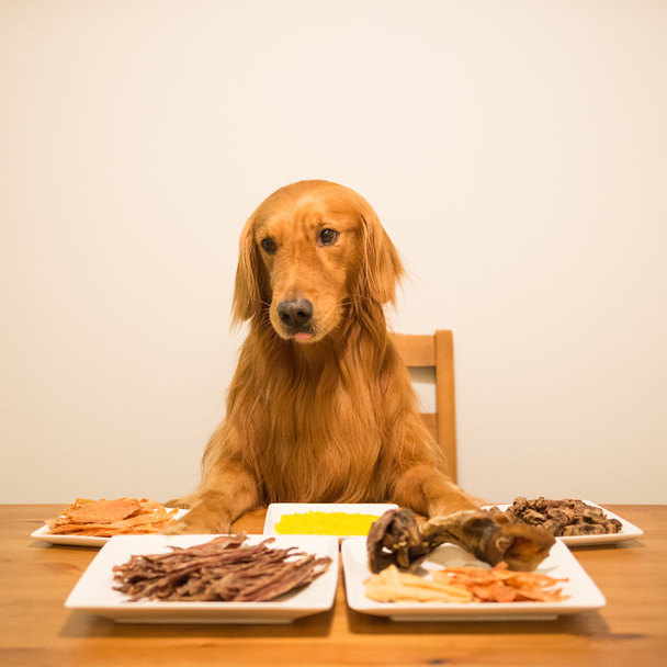 Golden retriever comiendo en la mesa
 - Foto, imagen