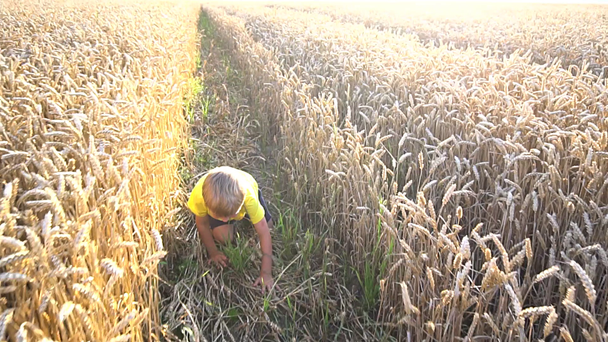 malý chlapec hraje v pšeničné pole - Záběry, video