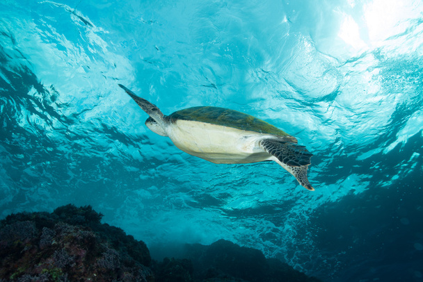 Nuoto tartaruga verde mare
 - Foto, immagini
