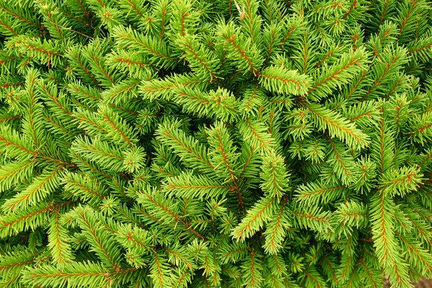 coniferous green texture - Photo, Image