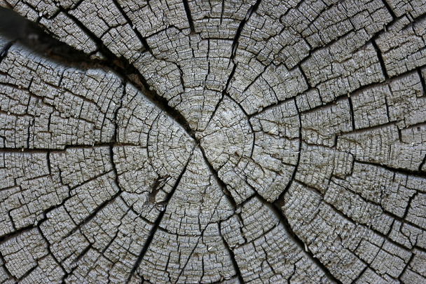 Old log - Foto, Bild