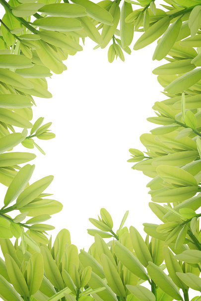hojas verdes sobre fondo blanco - Foto, Imagen