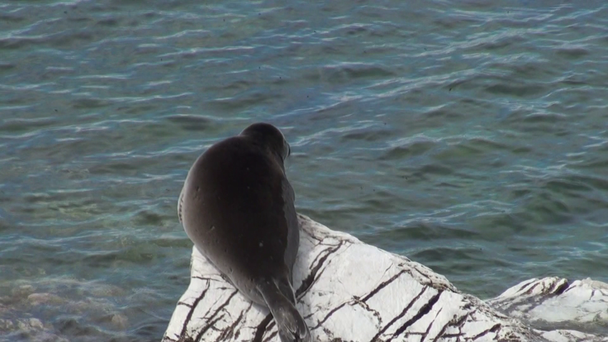 Байкальская тюлень Pusa sibirica на островах Ушканы
. - Кадры, видео