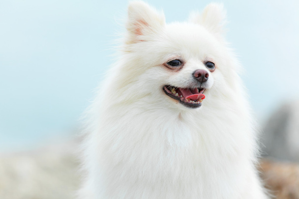 White Pomeranian dog - Fotó, kép