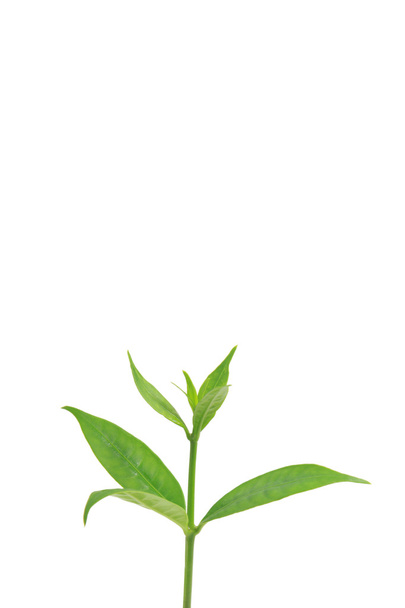 groene bladeren op witte achtergrond - Foto, afbeelding
